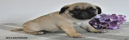 Pug dogs for sale: Enzo - Ad 2