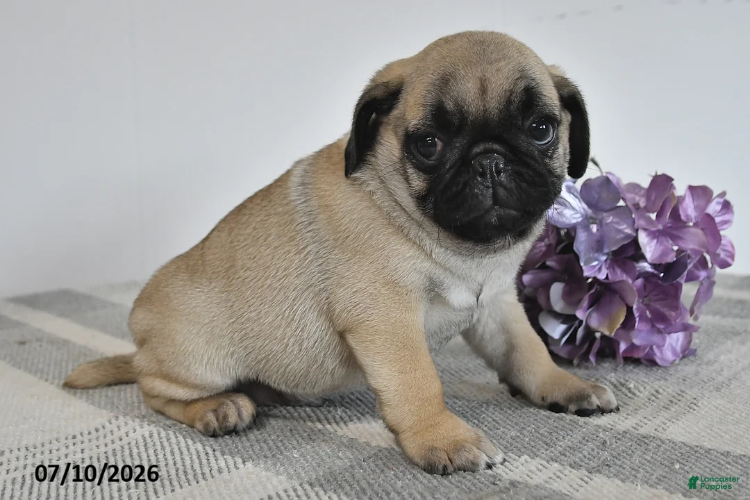 Pug dogs for sale: Enzo - Ad 2