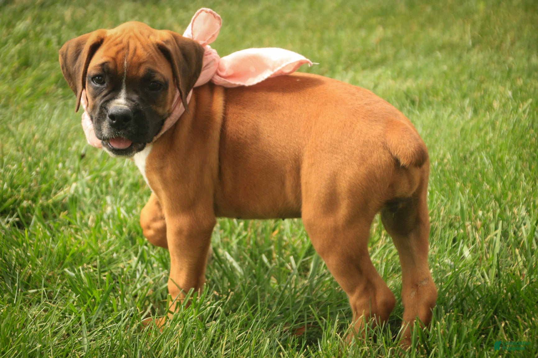 Boxer dogs Remi - Ad 2