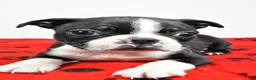 Boston Terrier dogs for sale: Piper - Ad 6