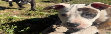 American Bully 4.   (Nebula)