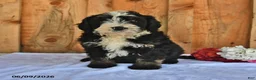 Bernedoodle dogs for sale: Cyrus - Ad 5