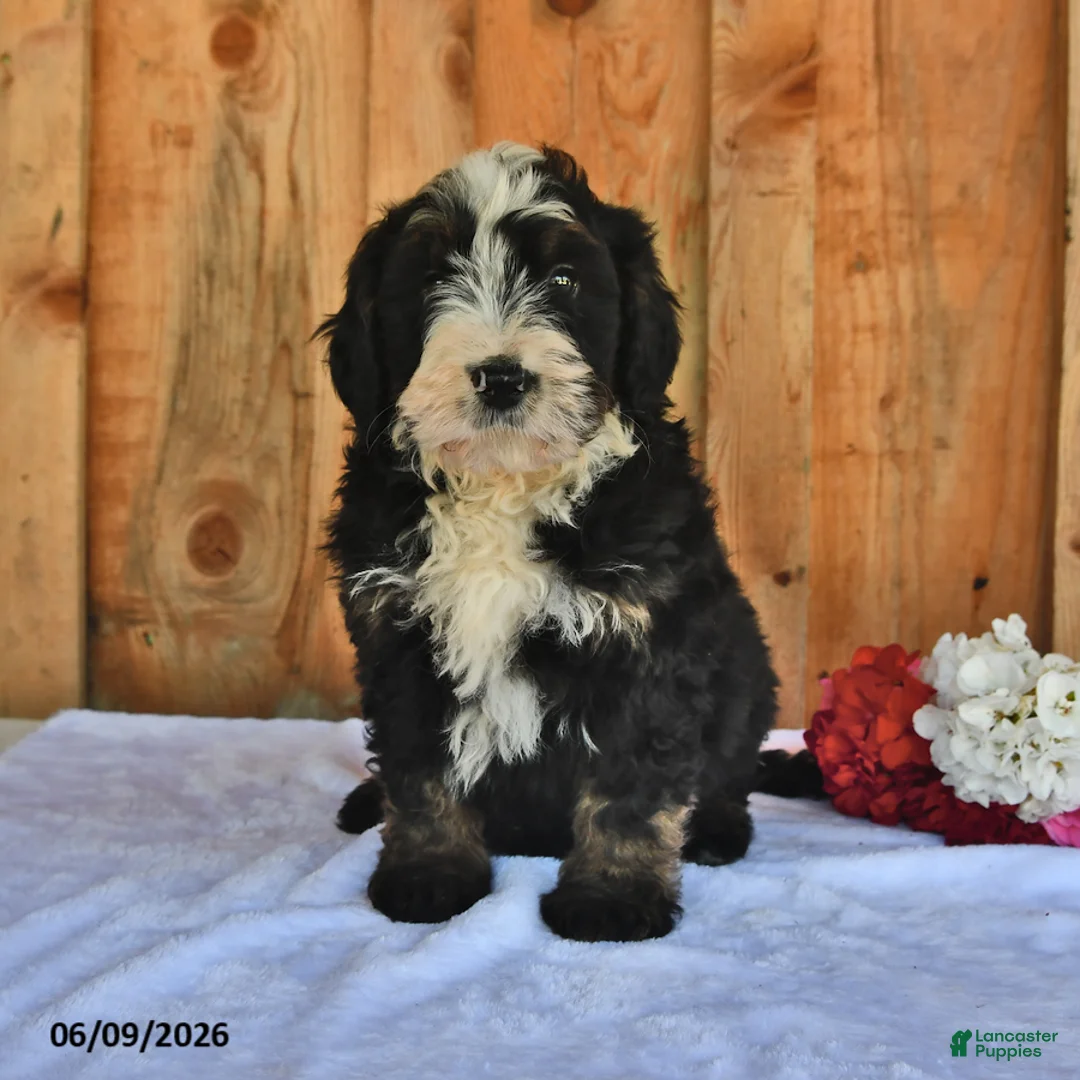 Bernedoodle dogs for sale: Cyrus - Ad 5
