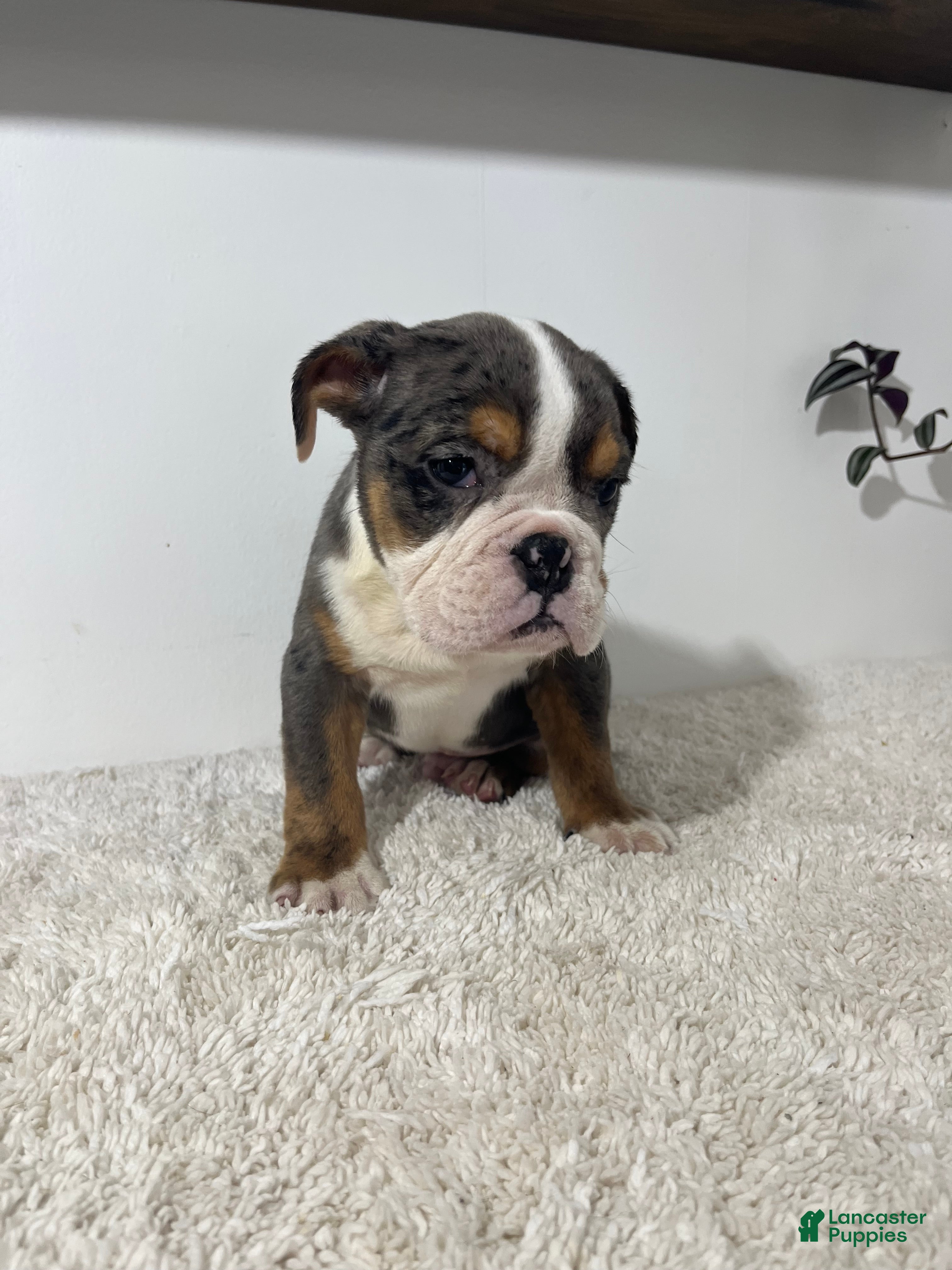 English Bulldog dogs Max - Ad 1