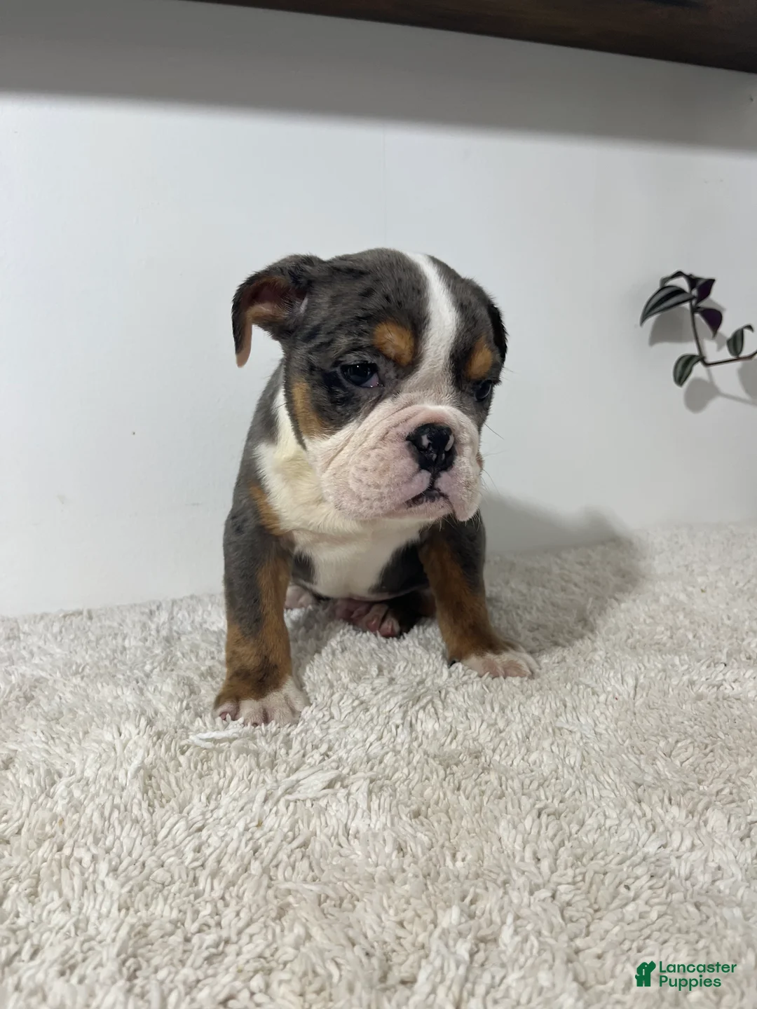 English Bulldog dogs for sale: Max - Ad 1