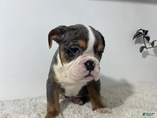 English Bulldog dogs for sale: Max - Ad 2