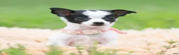 Chihuahua dogs for sale: Chickie - Ad 7