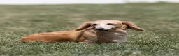 Miniature Dachshund dogs for sale: Cora - Ad 6