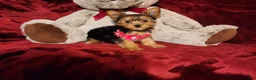 Yorkshire Terrier dogs for sale: PIPPA - Ad 5