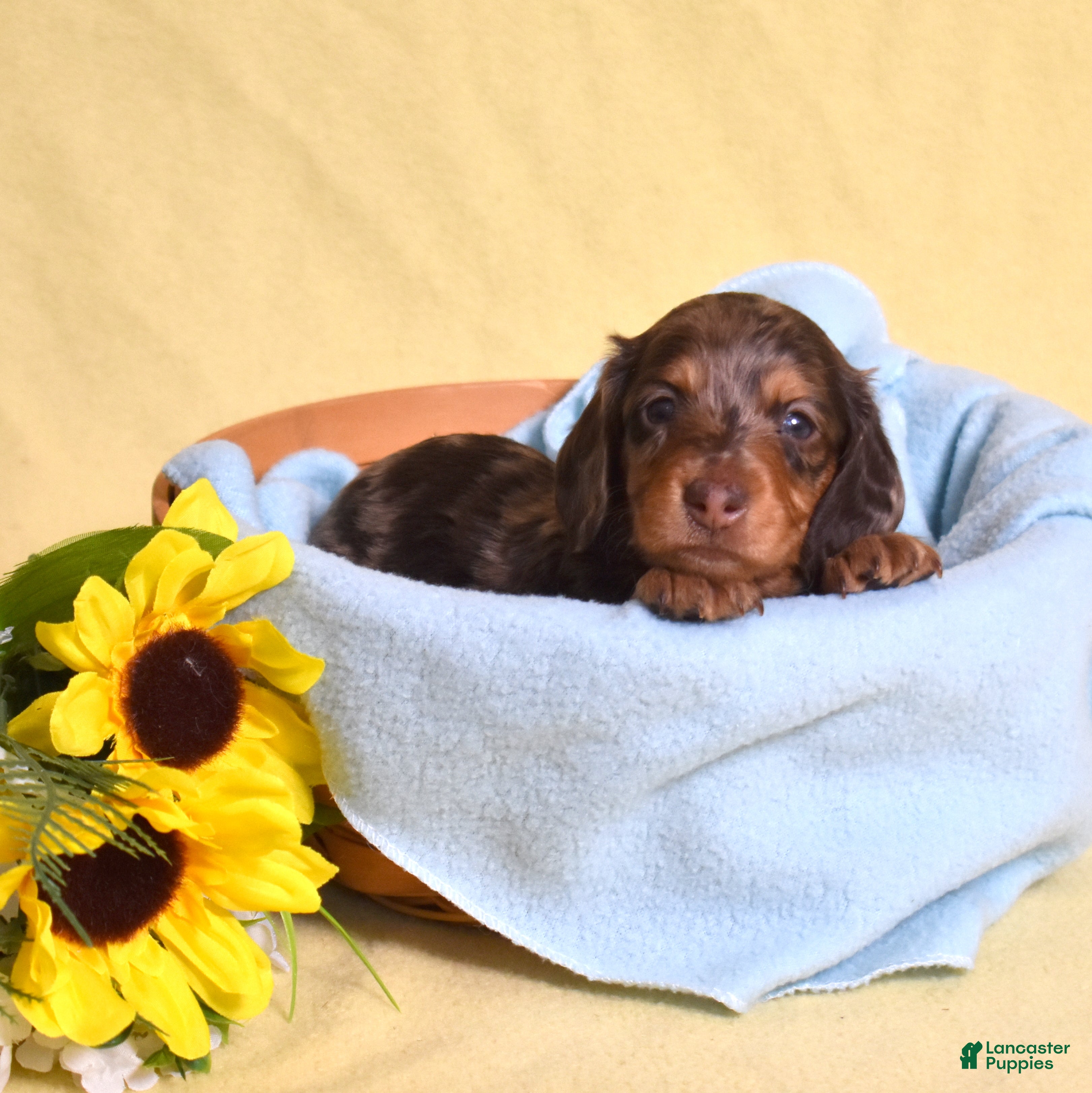 Miniature Dachshund dogs Latte - Ad 1