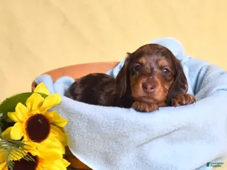 Miniature Dachshund dogs for sale: Latte - Ad 2