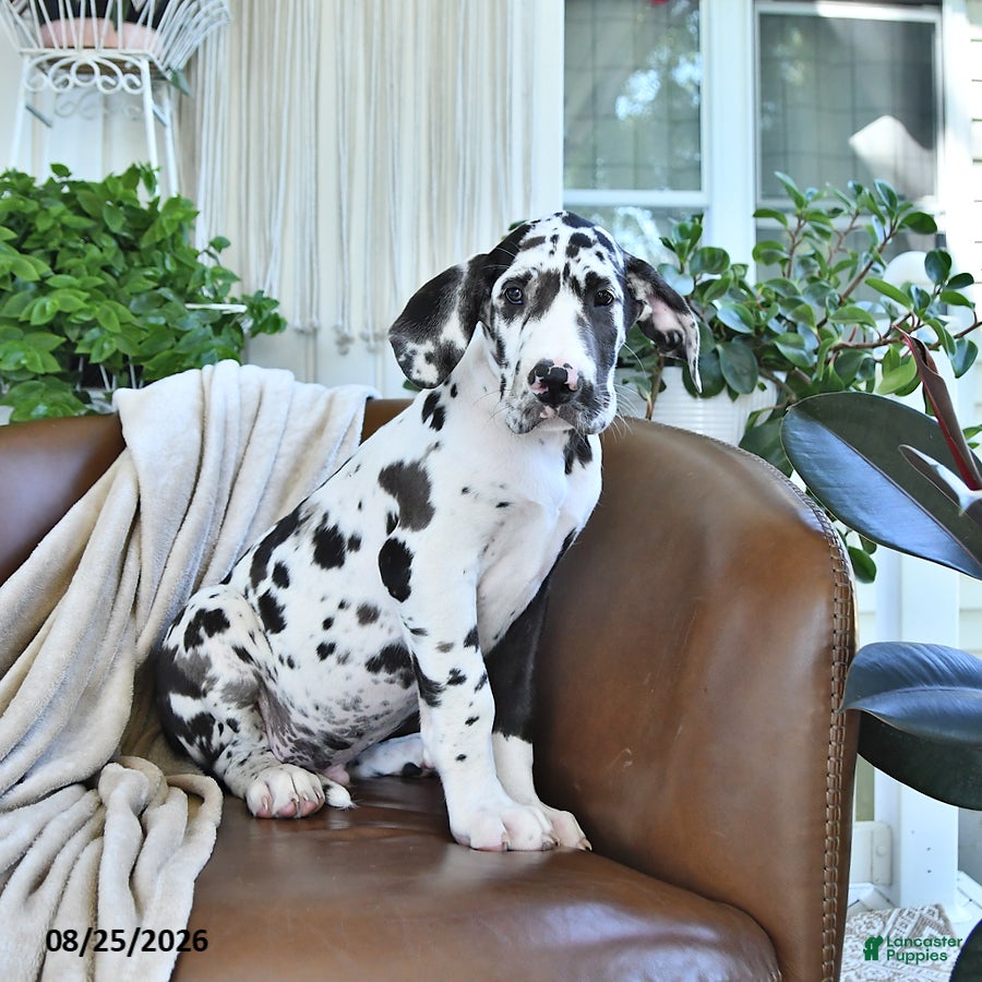 Great Dane dogs Bentley - Ad 2