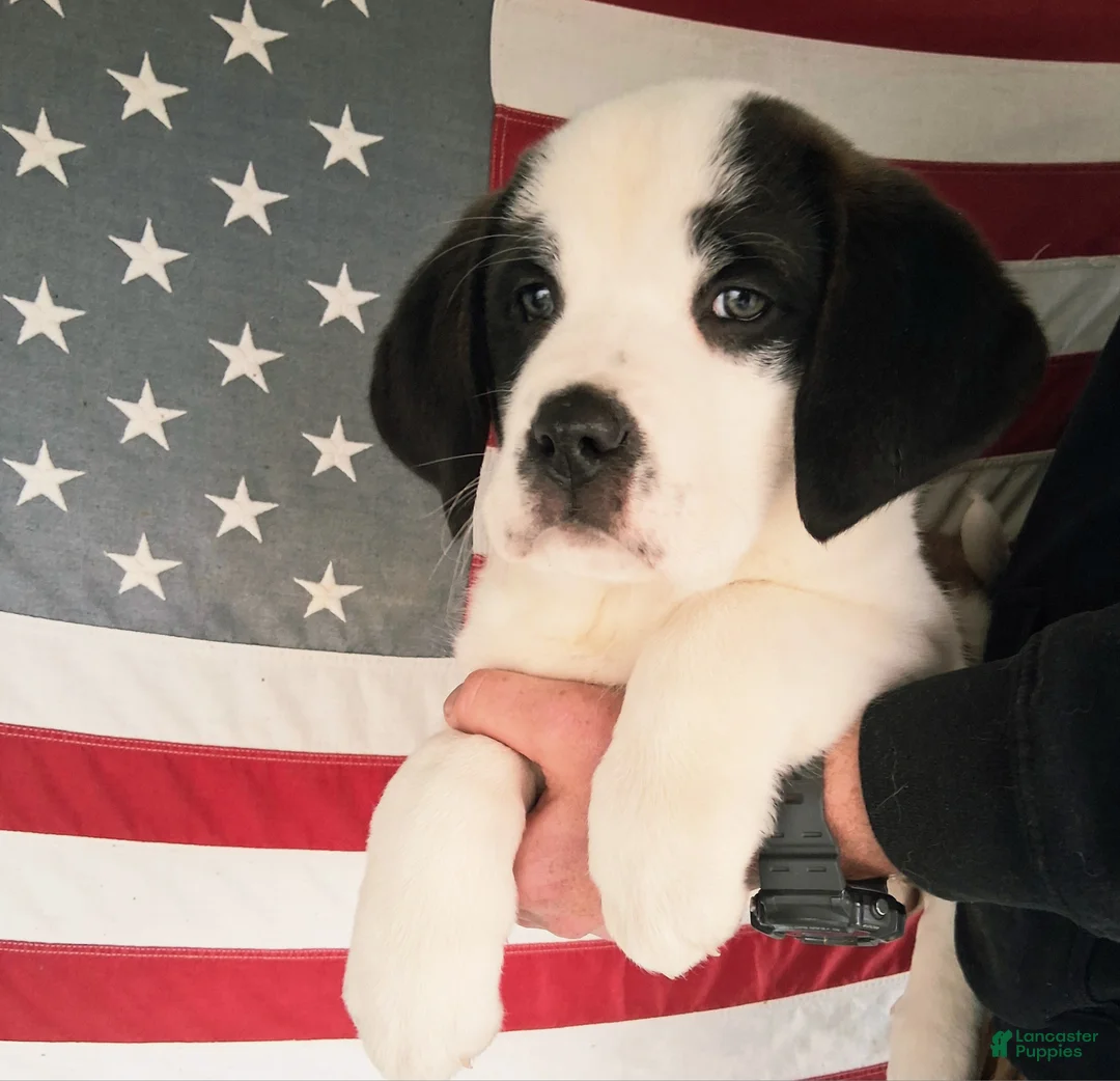 Saint Bernard dogs for sale: Queen Catherine  - Ad 1