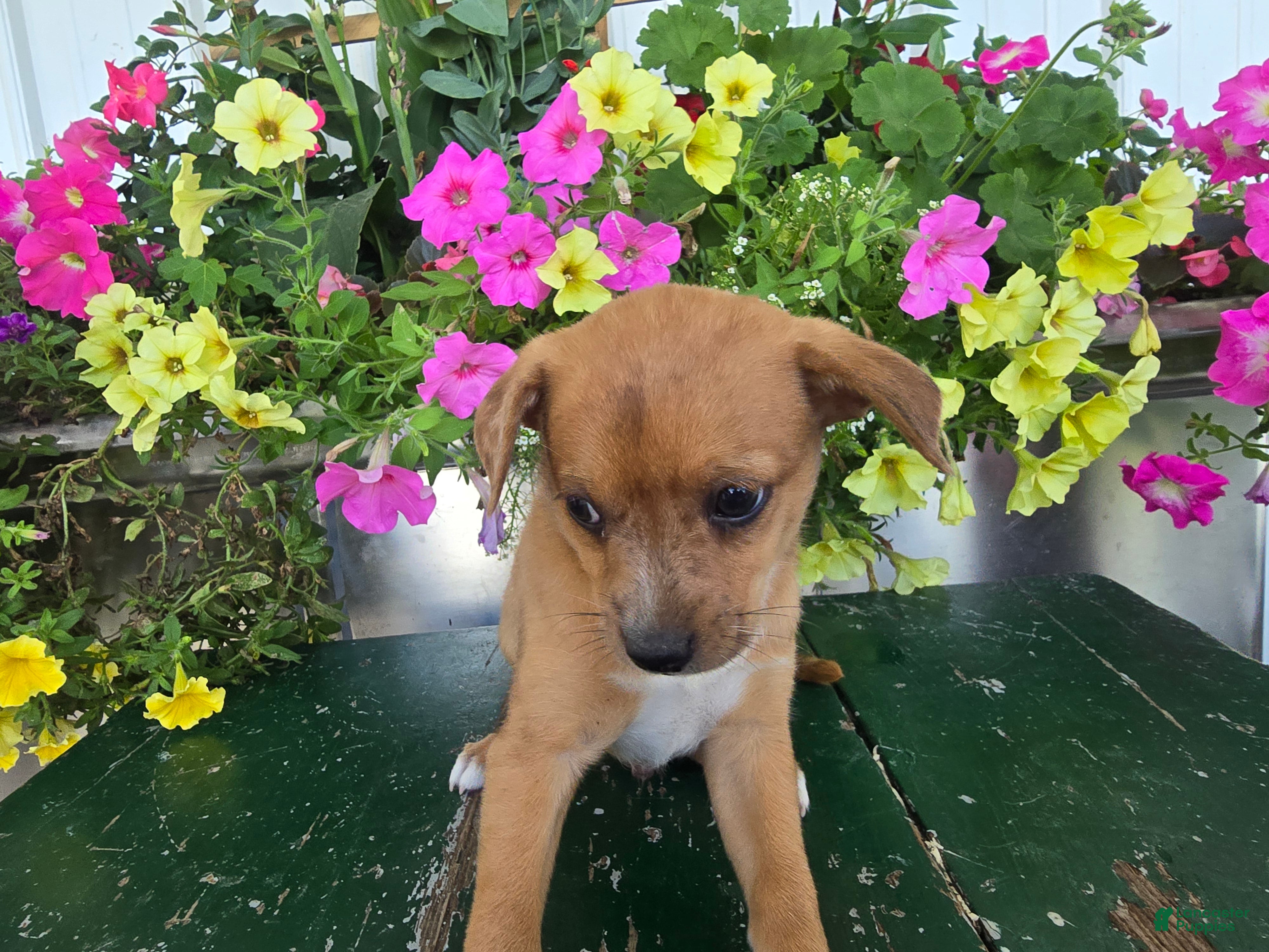 Chihuahua dogs Buster - Ad 2