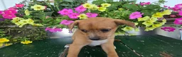 Chihuahua dogs for sale: Buster - Ad 2