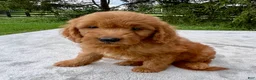 Goldendoodle dogs for sale: Hugo medium sized - Ad 4