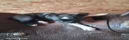 Boston Terrier dogs for sale: Joel - Ad 3