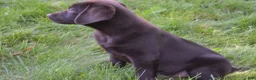 Labrador Retriever dogs for sale: Remington - Ad 3