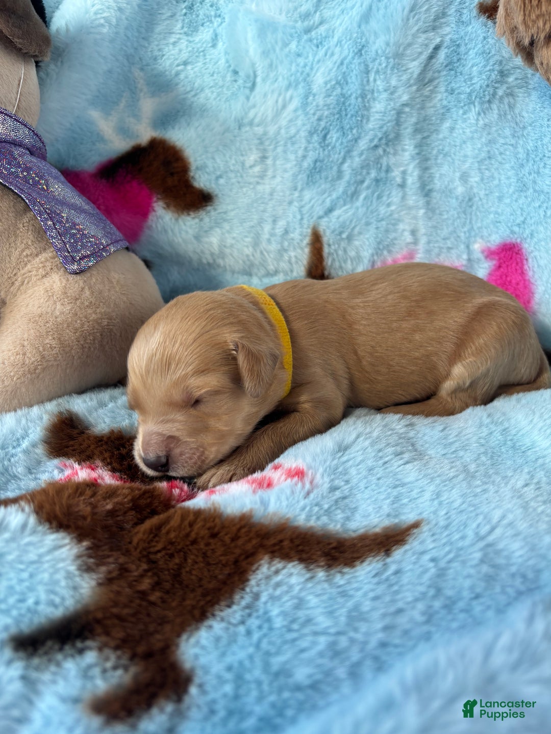 Goldendoodle dogs for sale: Fawn - Ad 6