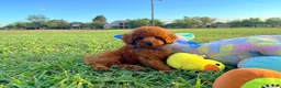 Toy Poodle dogs for sale: Teddy - Ad 4