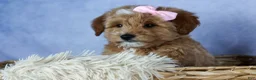 Mini Goldendoodle dogs for sale: 🐾 Meet Nixie – F2B Mini Goldendoodle Puppy 🐾 - Ad 15
