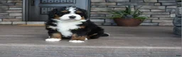 Mini Bernedoodle dogs for sale: Jett - Ad 6