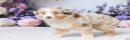 Australian Shepherd dogs for sale: Buddy - Ad 5