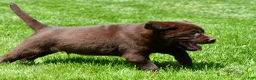Labrador Retriever dogs for sale: Travis - Ad 6