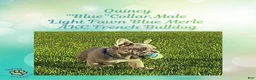 French Bulldog dogs for sale: Quincy “Blue” Collar, Male - Ad 4