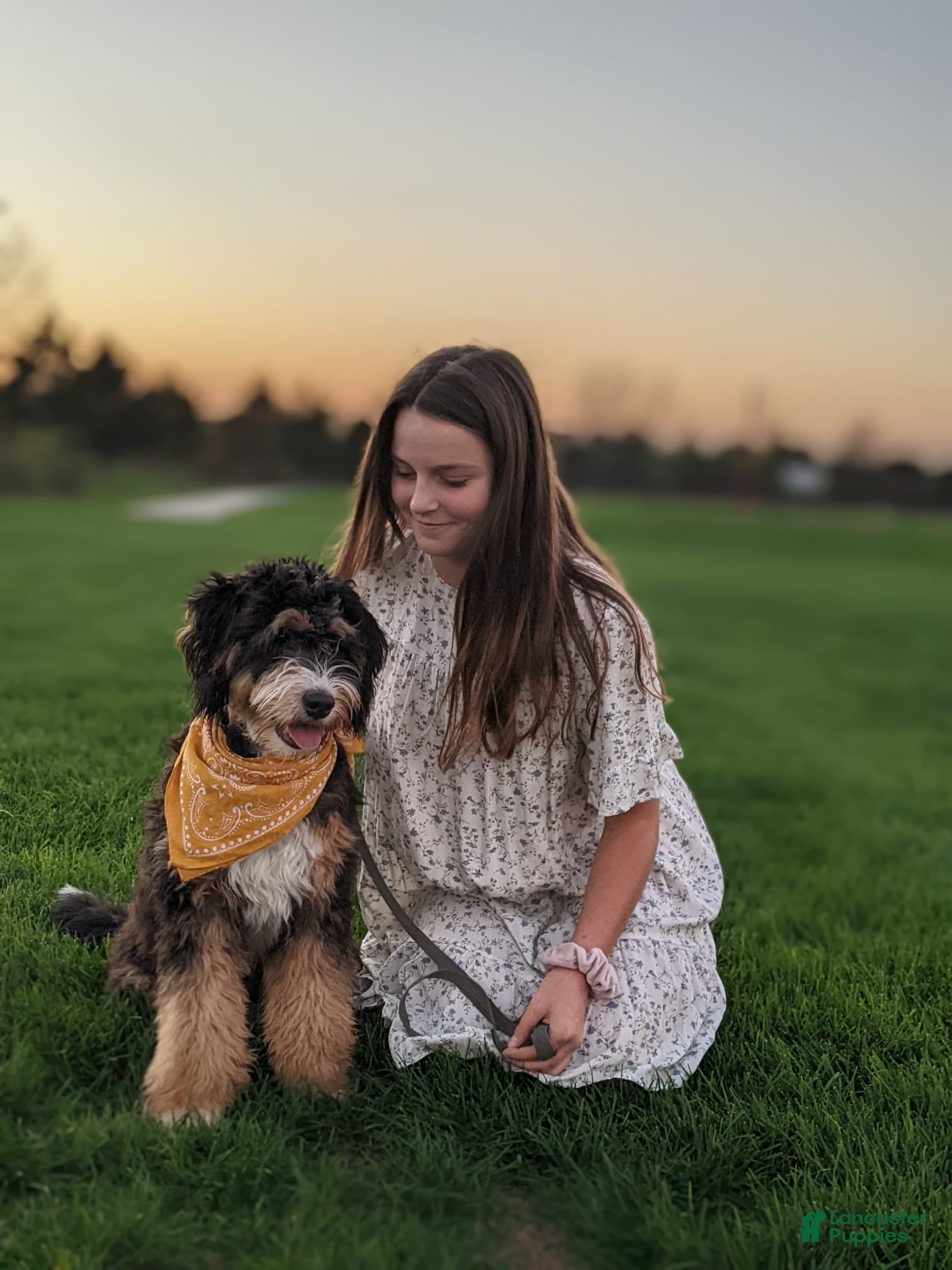 Mini Bernedoodle dogs Percy - Ad 2