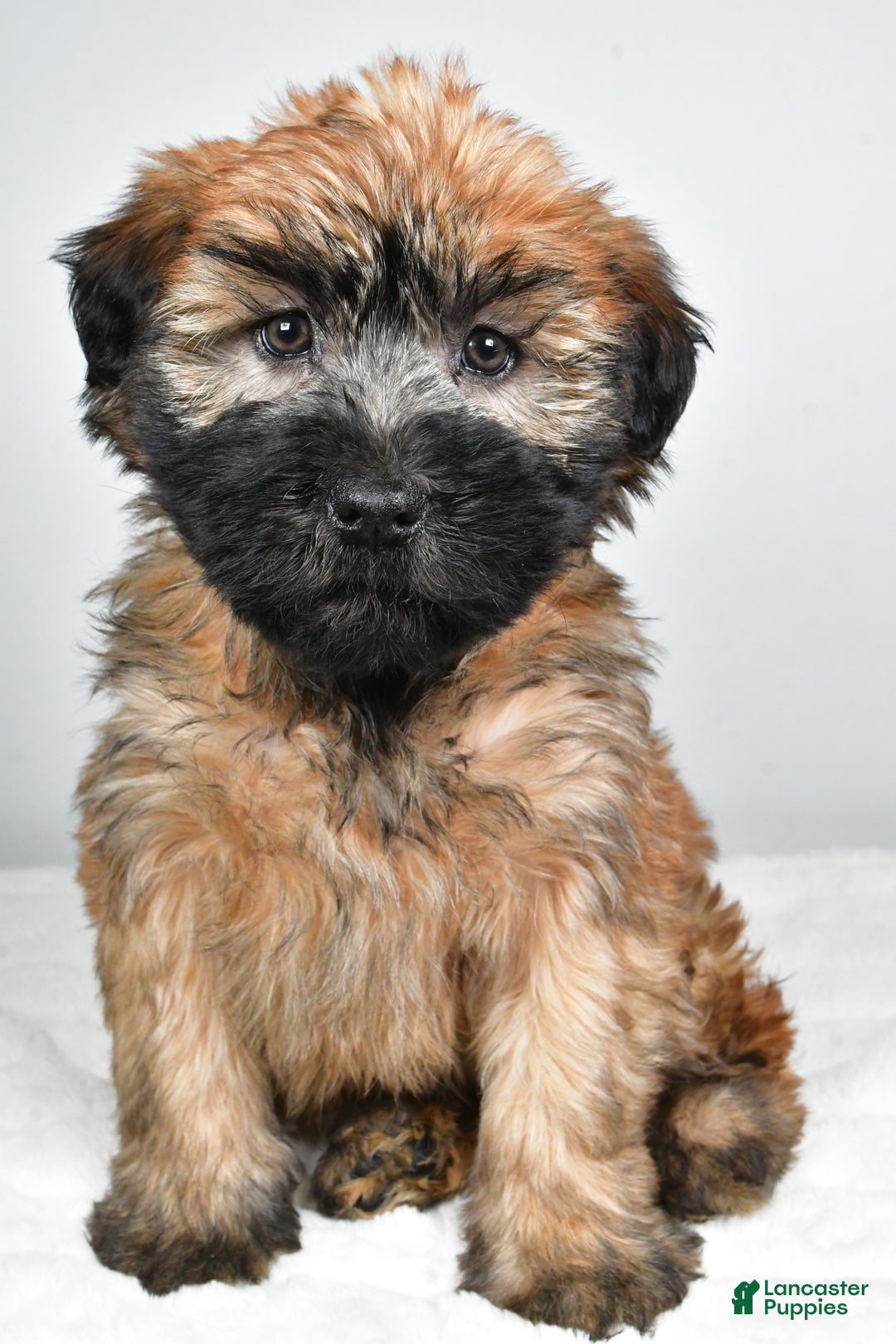 Soft Coated Wheaten Terrier dogs for sale: Sadie - Ad 2