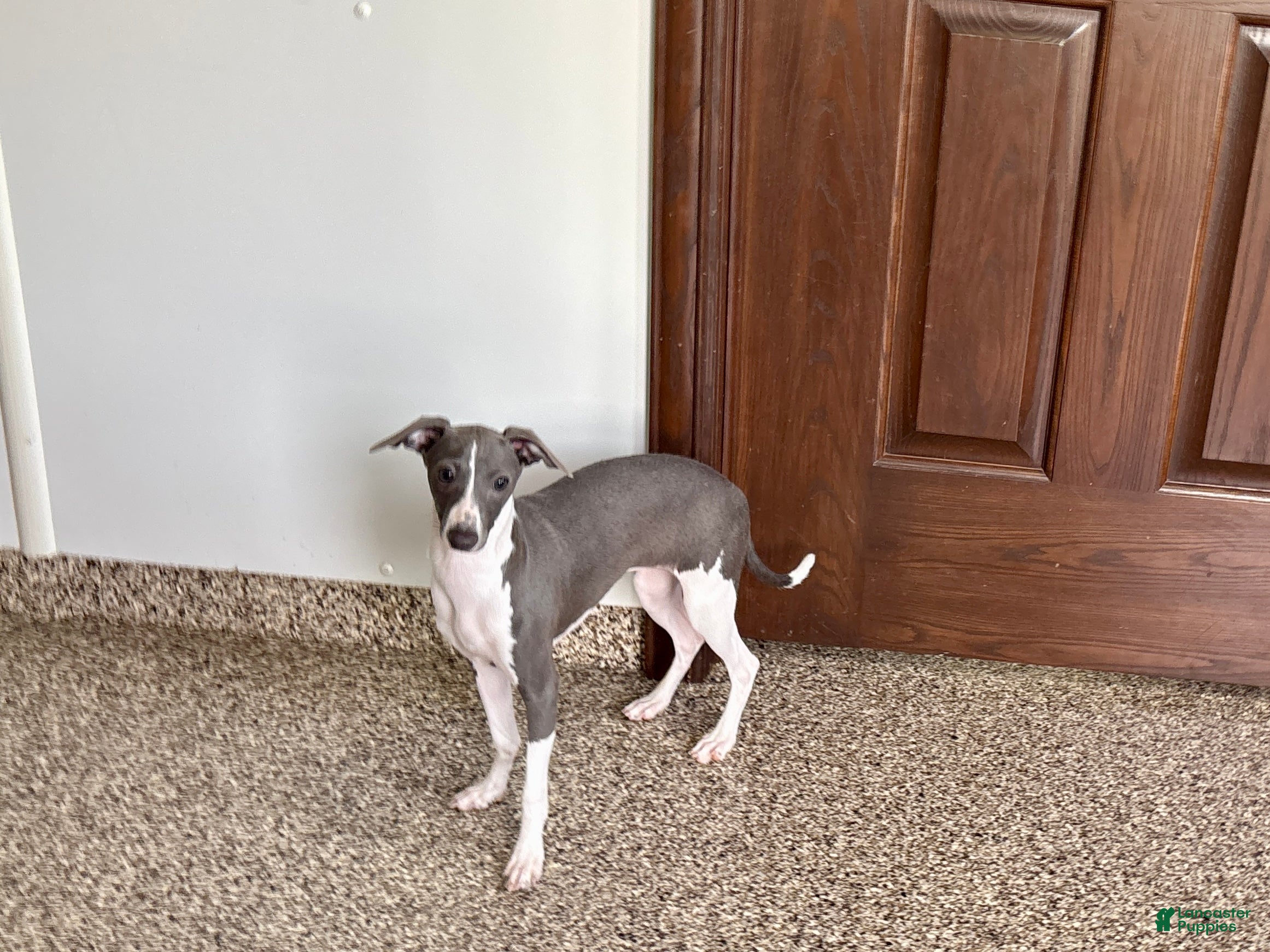 Italian Greyhound dogs Melanie  - Ad 1
