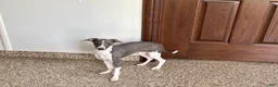 Italian Greyhound dogs for sale: Melanie  - Ad 1