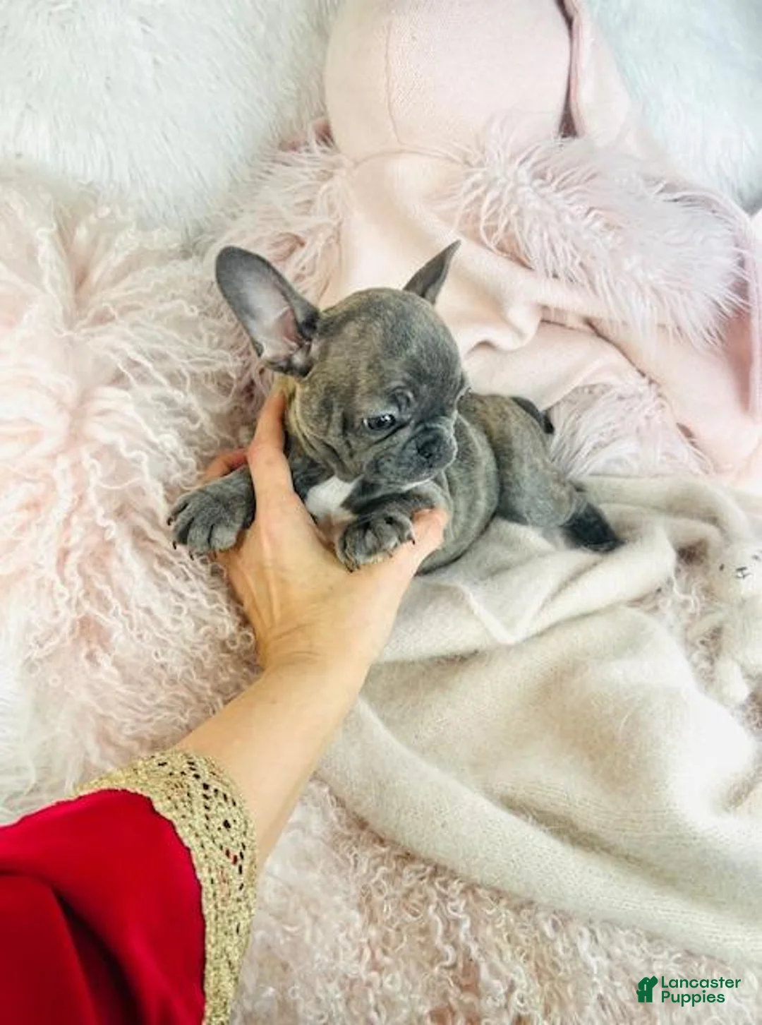 French Bulldog dogs for sale: French Bulldog Puppy 1 - Ad 2