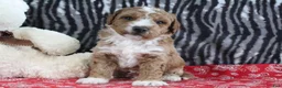 Mini Goldendoodle dogs for sale: Max - Ad 4