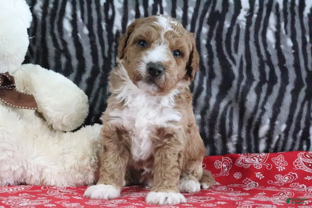 Mini Goldendoodle dogs for sale: Max - Ad 4