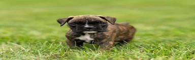 Larry Boxer Puppy 