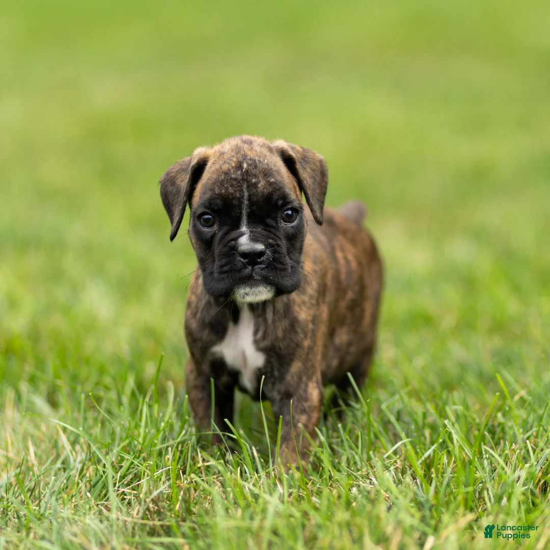 Boxer dogs for sale: Larry Boxer Puppy  - Ad 1