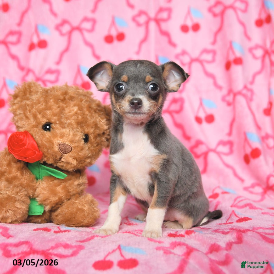 Chihuahua dogs Cuddles - Ad 1