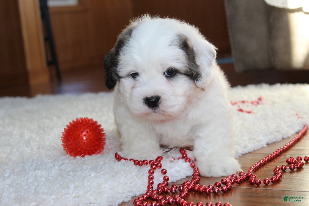 Teddy Bear dogs for sale: Lonnie - Ad 6