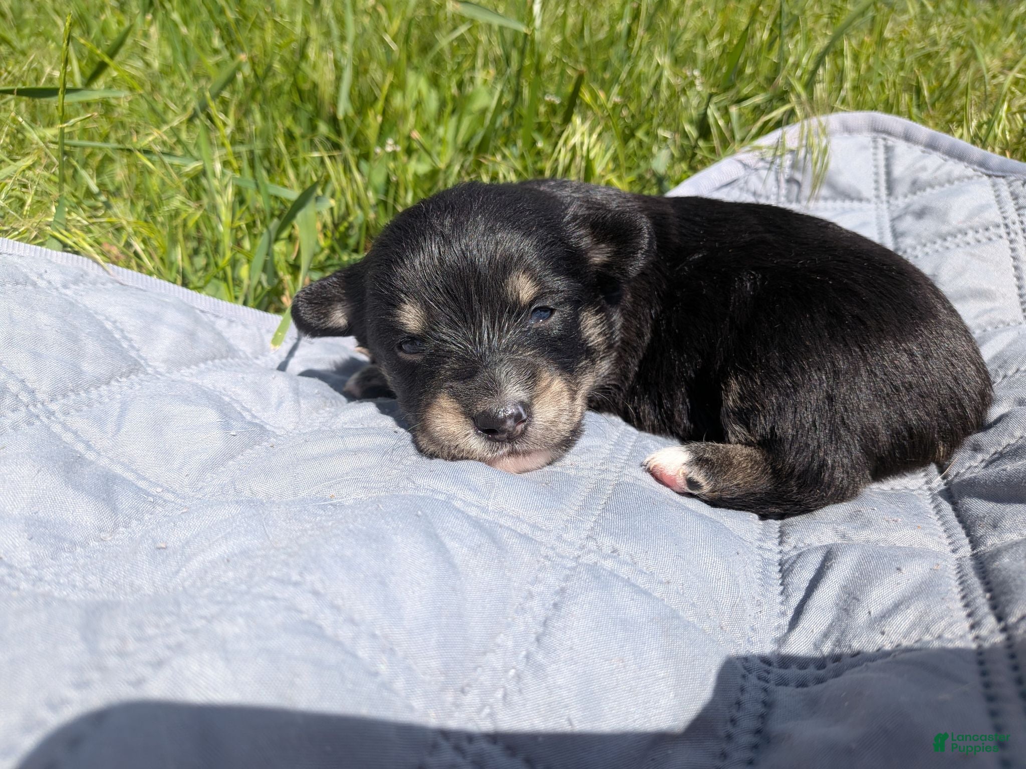 Mixed Breed dogs Red collar girl - Ad 13