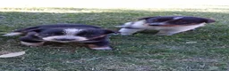 Mixed Breed dogs for sale: Mixed Breed 3 - Ad 4