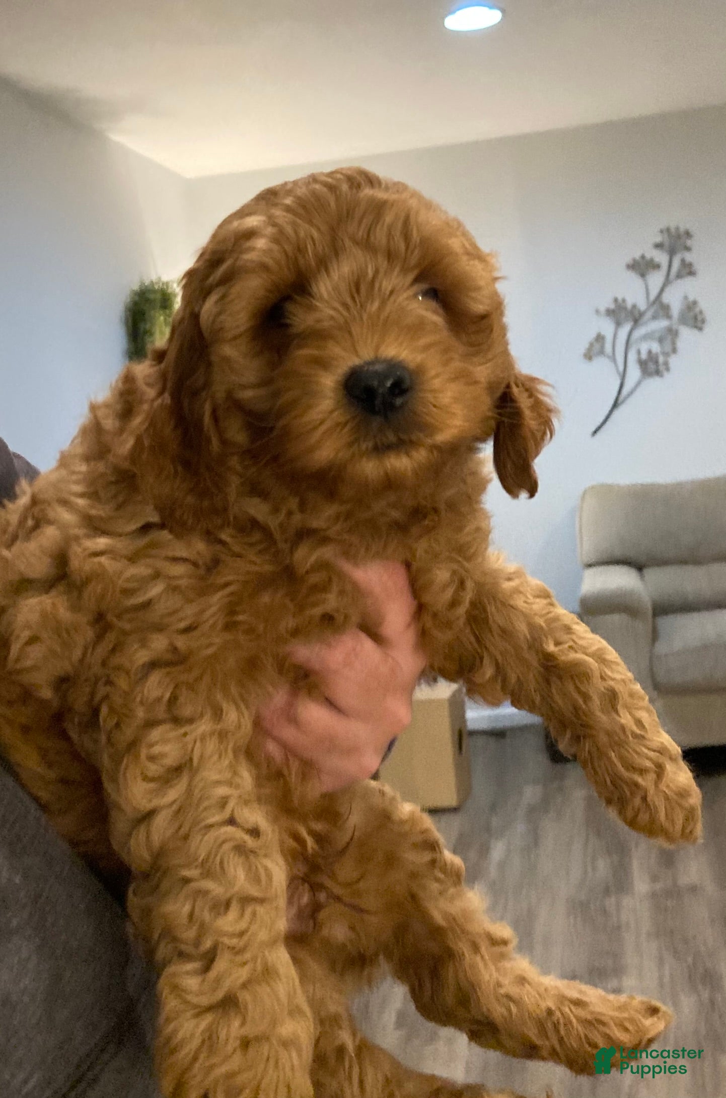 Labradoodle dogs Maverick - Ad 28