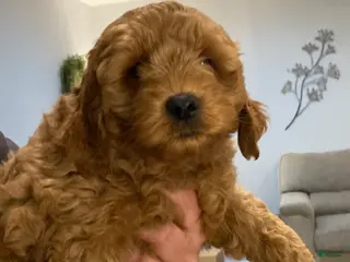 Labradoodle dogs Maverick - Ad 28