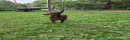 Doberman Pinscher dogs for sale: Athena - Ad 1
