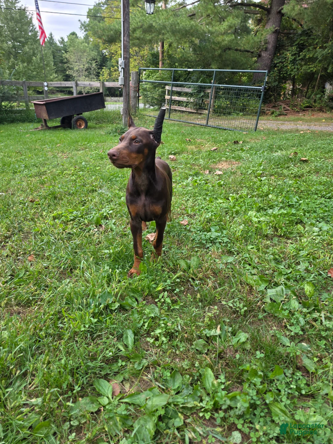 Doberman Pinscher dogs for sale: Athena - Ad 1