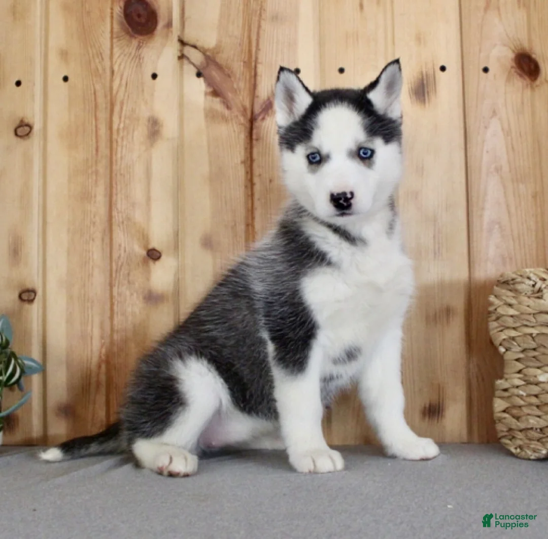 Siberian Husky dogs for sale: Lulu - Ad 6