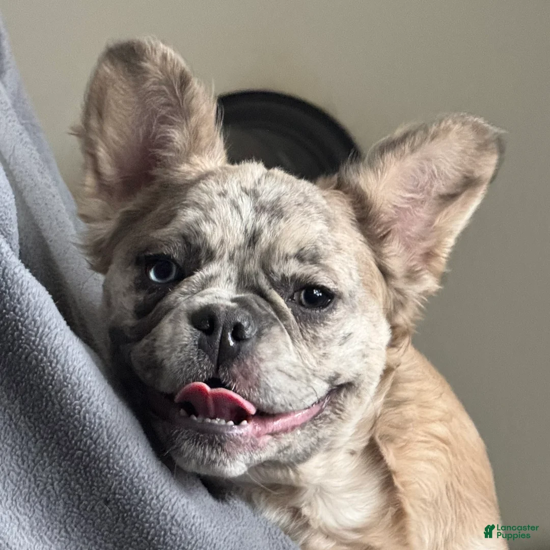 French Bulldog dogs for sale: Caitlyn - Ad 3