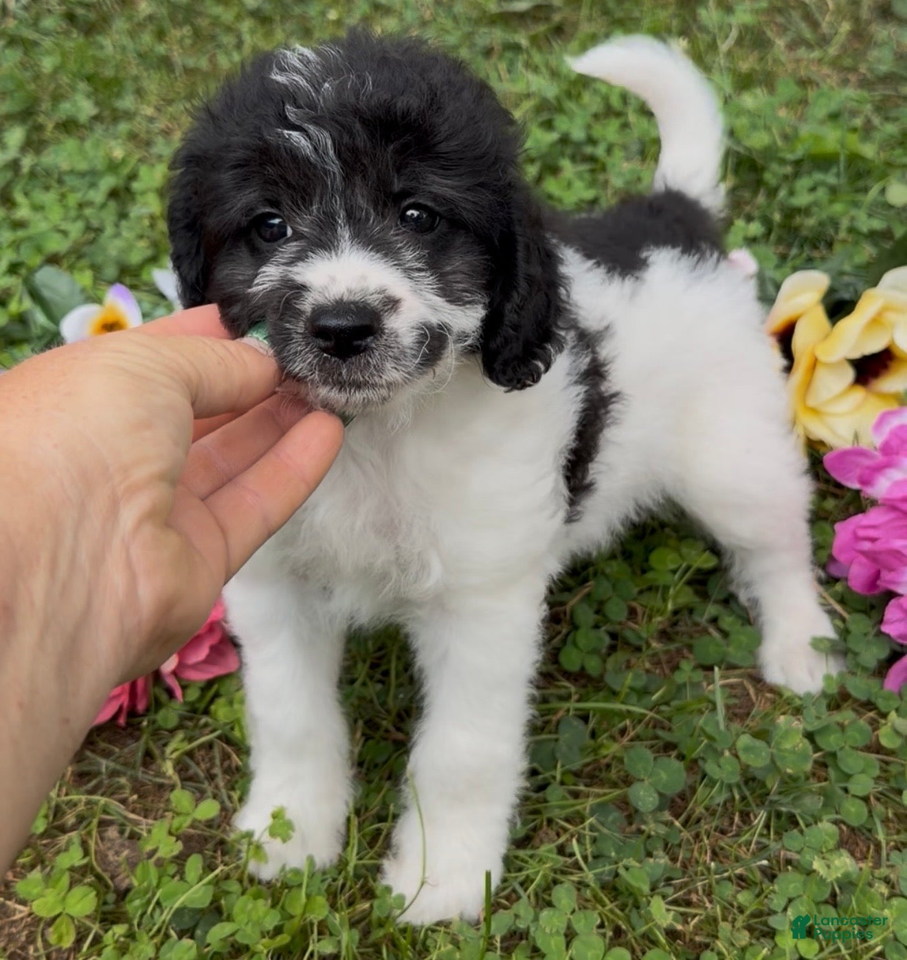 Mini Goldendoodle dogs Sage - Ad 2