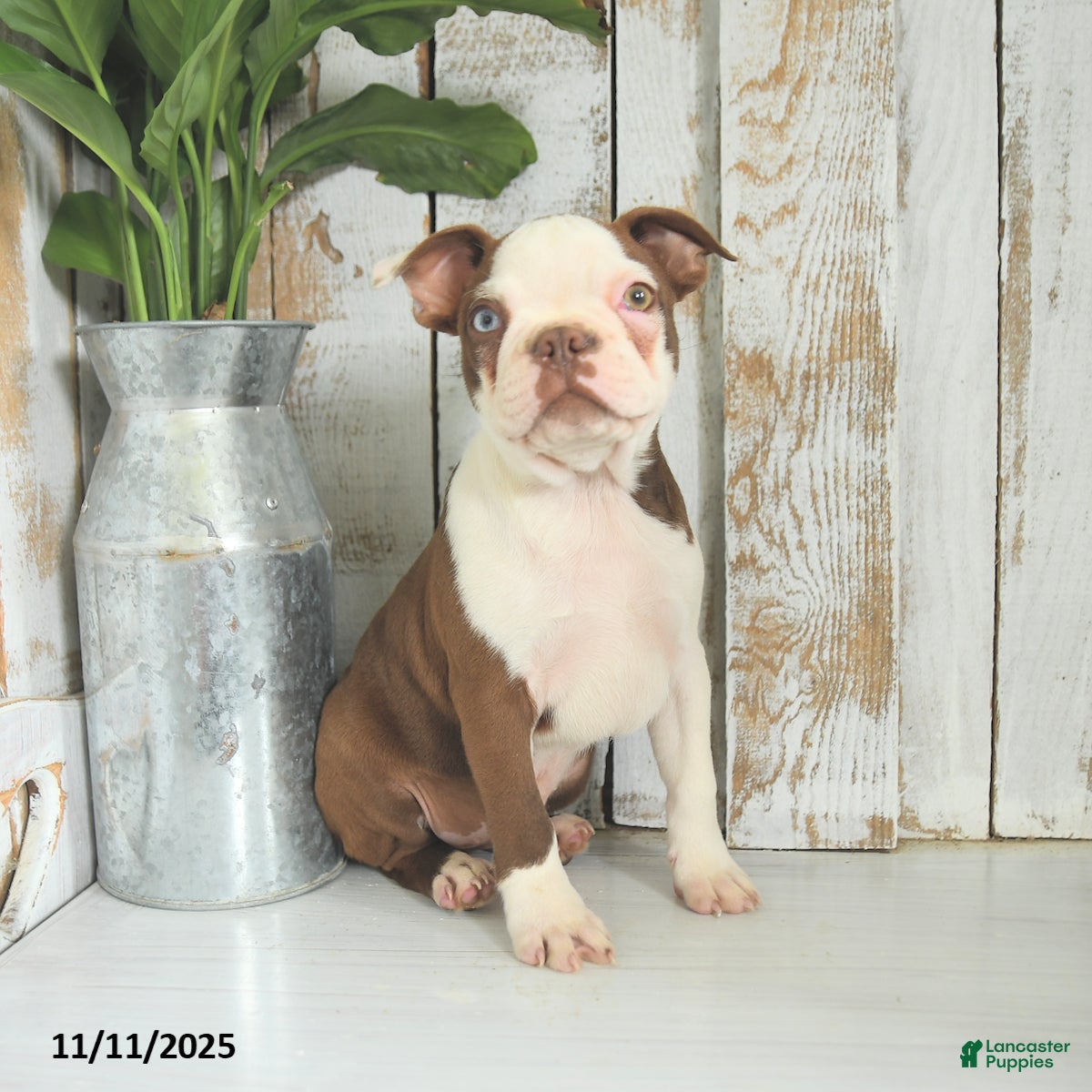 Boston Terrier dogs Nikon - Ad 25